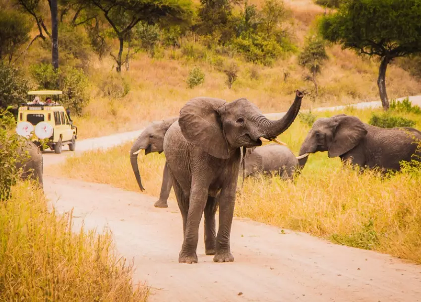 best time for African safari