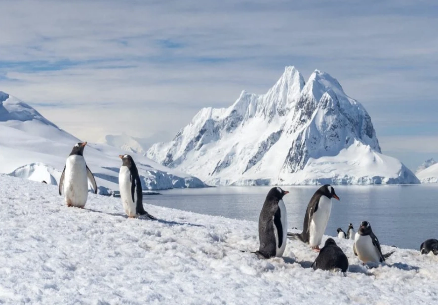 Antarctica cruise cost Antarctica cruise cost
