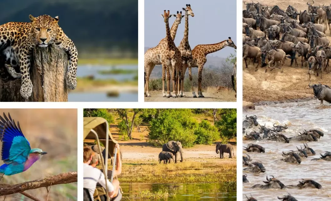 safari month guide safari month guide