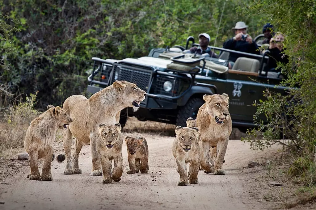 luxury safari tours