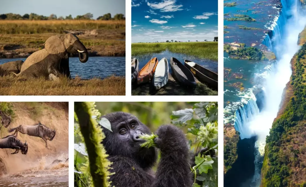 Best Time for an African Safari: Your Month-by-Month Guide