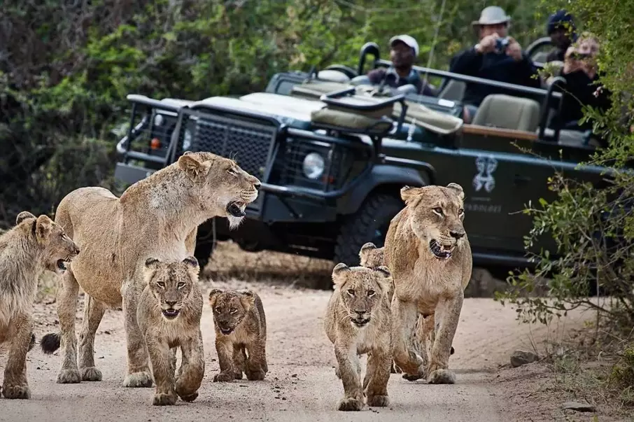 Best African Safaris: Expert Guide to Top Parks & Planning Tips