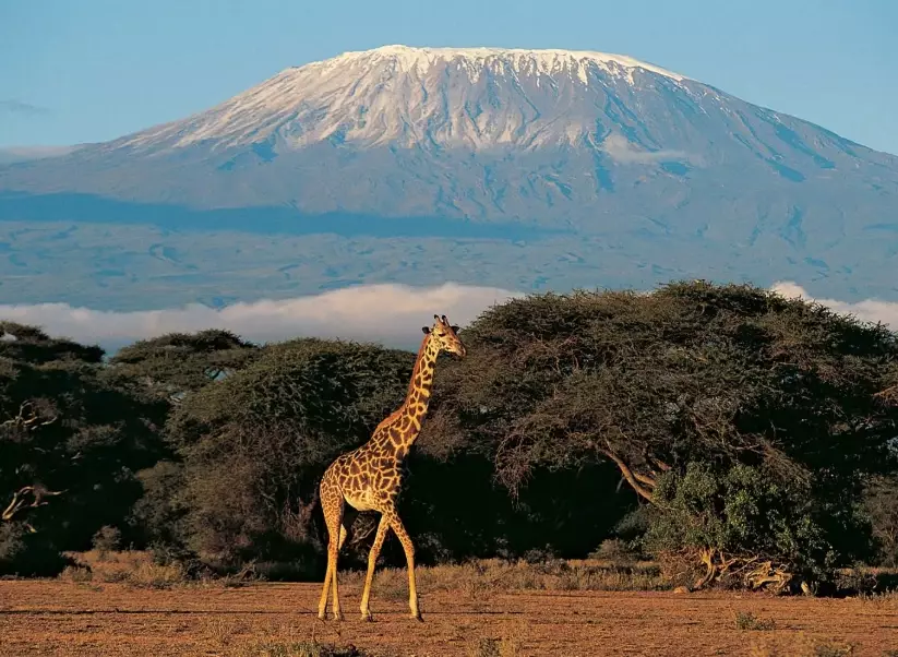 safari planning guide