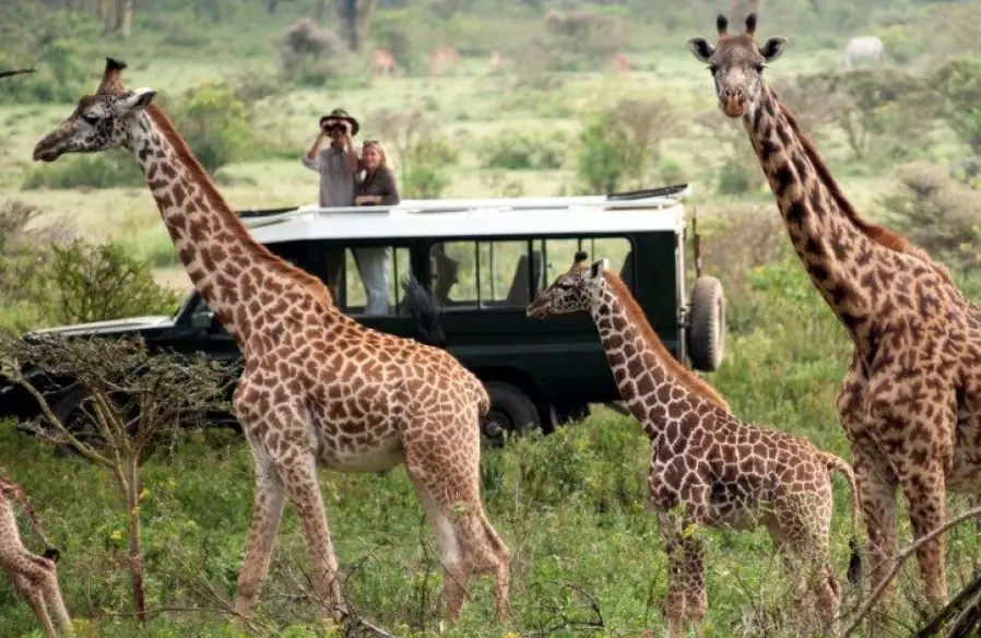 safari travel tips safari travel tips