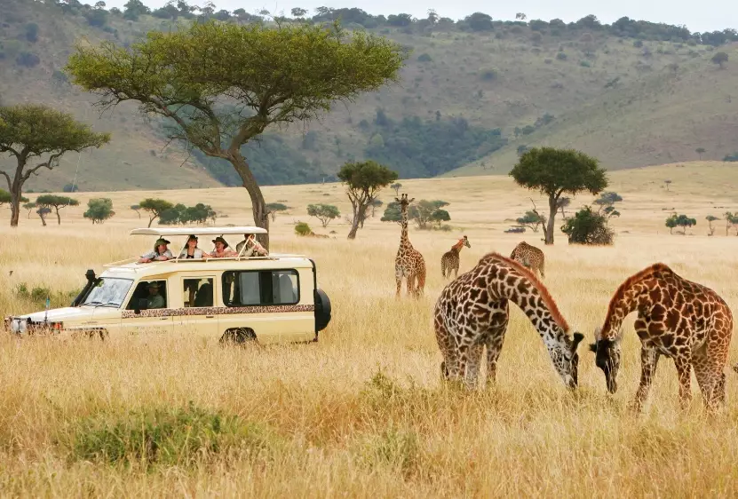 planning an African safari planning an African safari