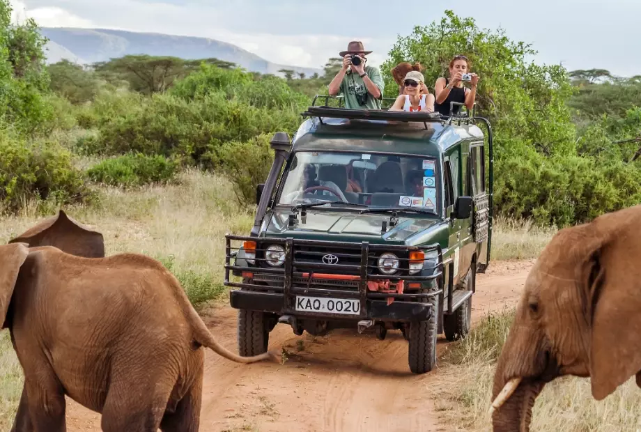 The Best African Safari for You: A Guide to Top Destinations & Tips
