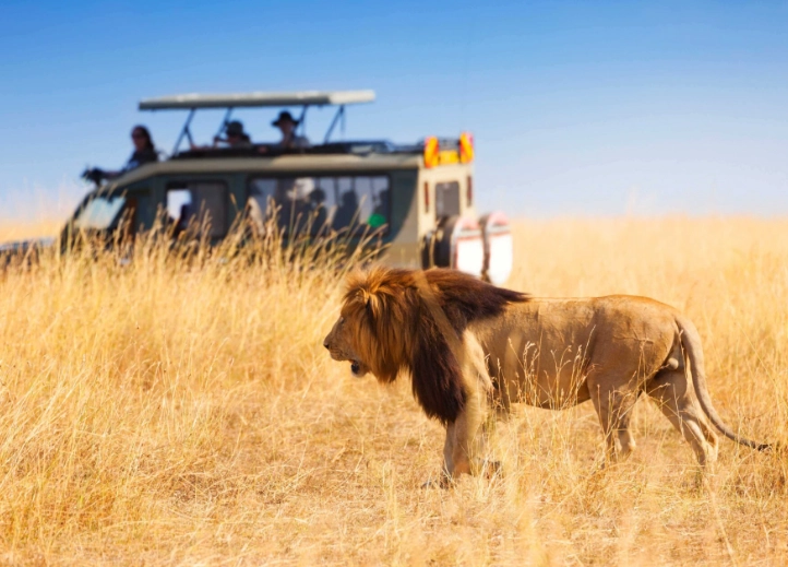 planning an African safari planning an African safari