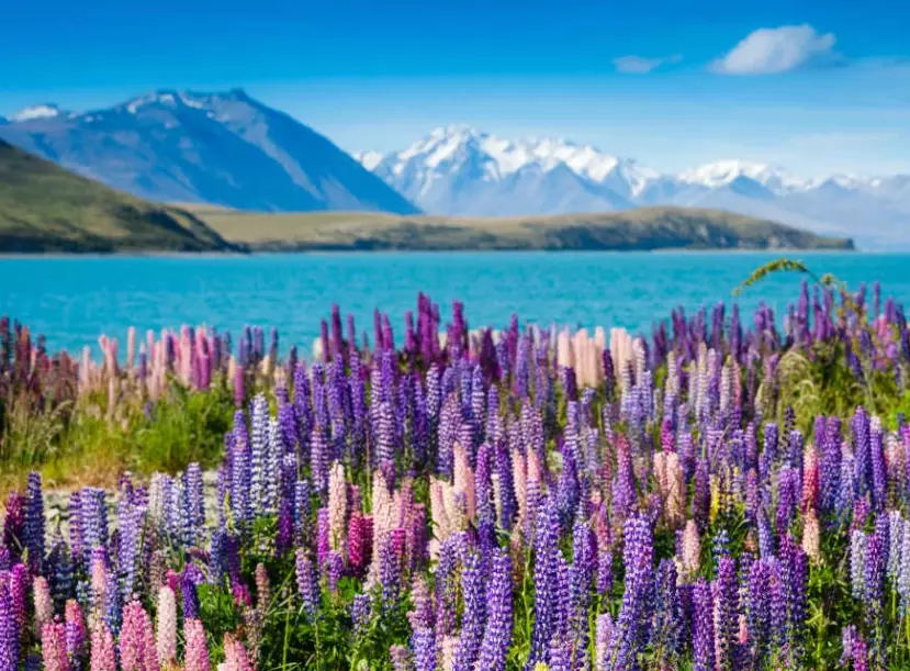 cost of travel in New Zealand