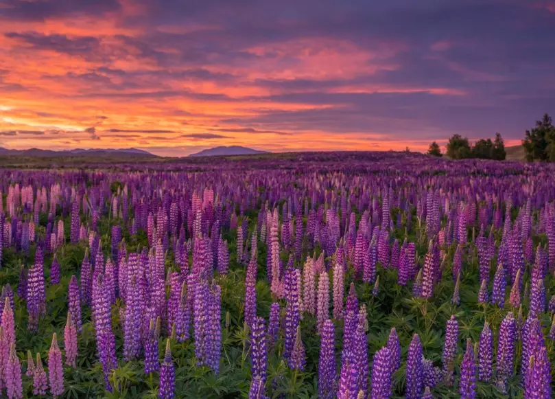 best time to visit New Zealand for flowers