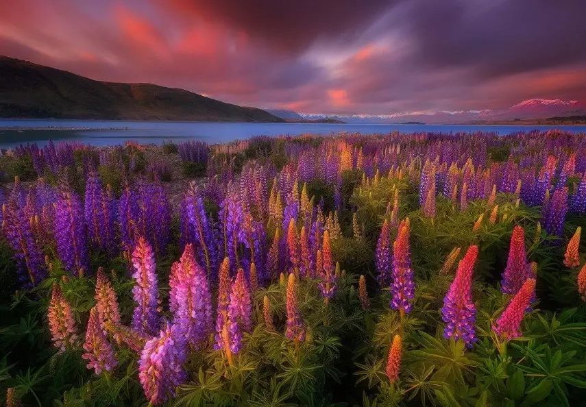 New Zealand flower season