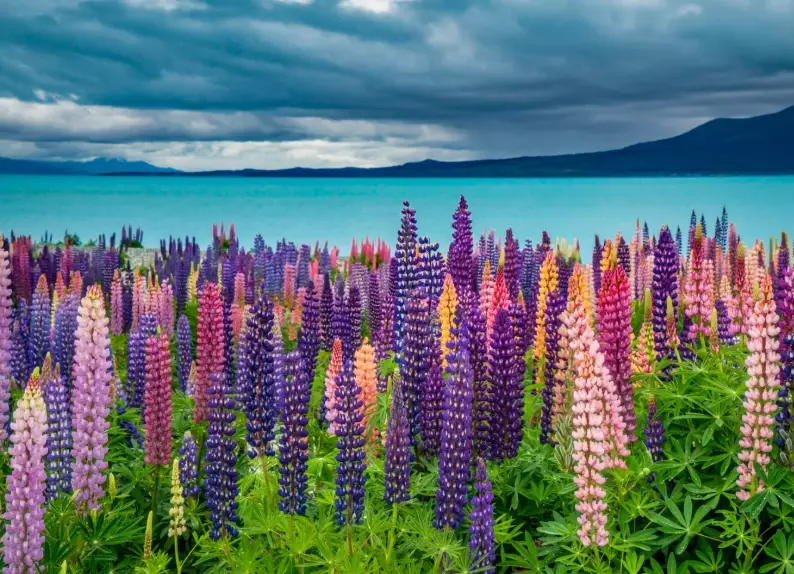 flower viewing New Zealand