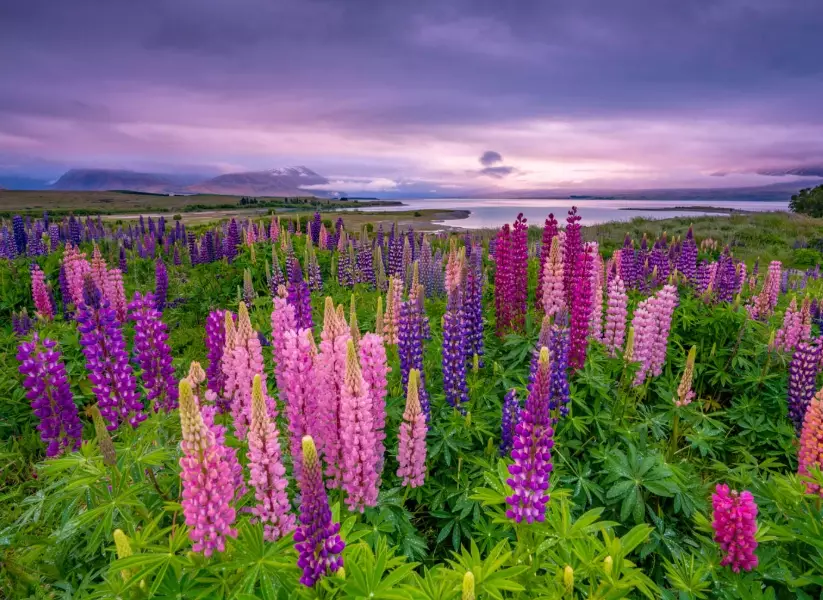 Best Time to Visit New Zealand for Flower Viewing: Seasonal Guide & Tips
