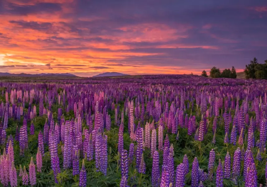 best time to see lupins