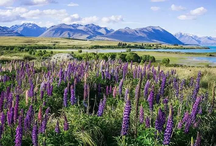 best time to see lupins