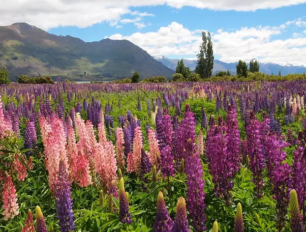 South Island lupin fields