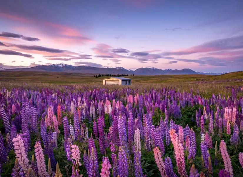 lupins New Zealand