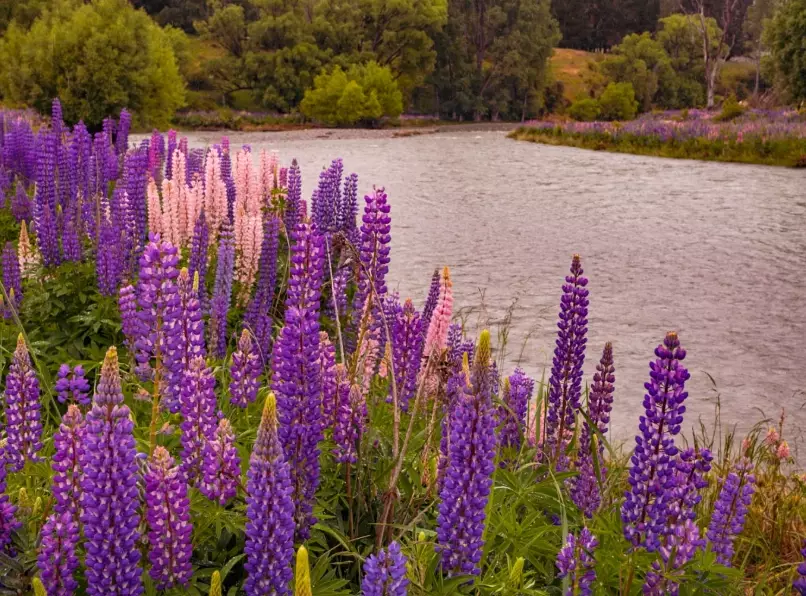 South Island lupin fields