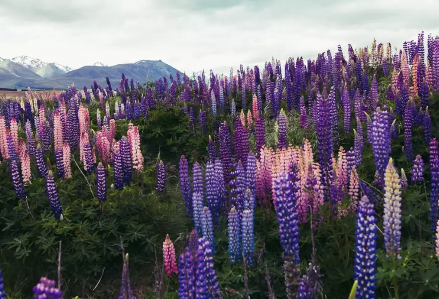 lupins New Zealand