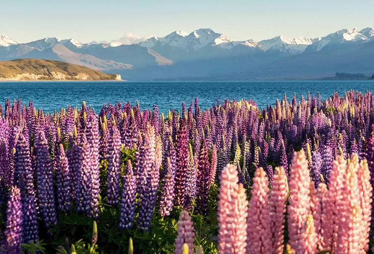 Ultimate Guide to Seeing Lupins in New Zealand: Best Time & Top Spots