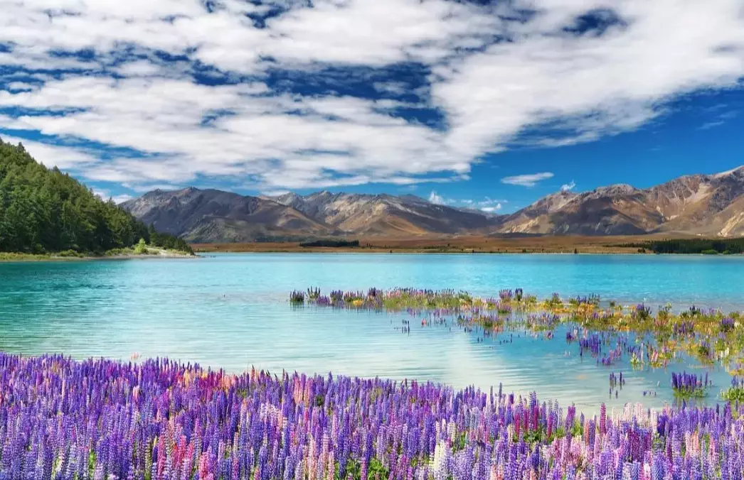 American tourists in New Zealand
